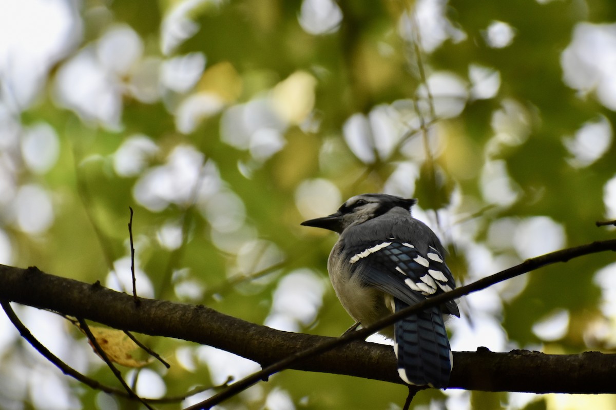 Blue Jay - ML643772400