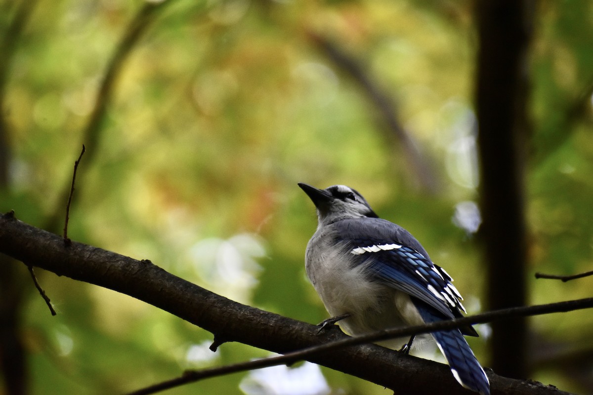 Blue Jay - ML643772401