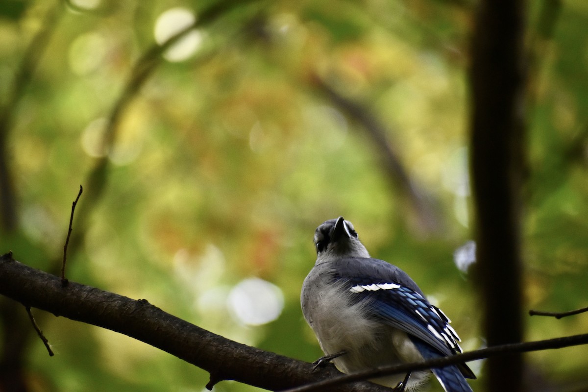 Blue Jay - ML643772402