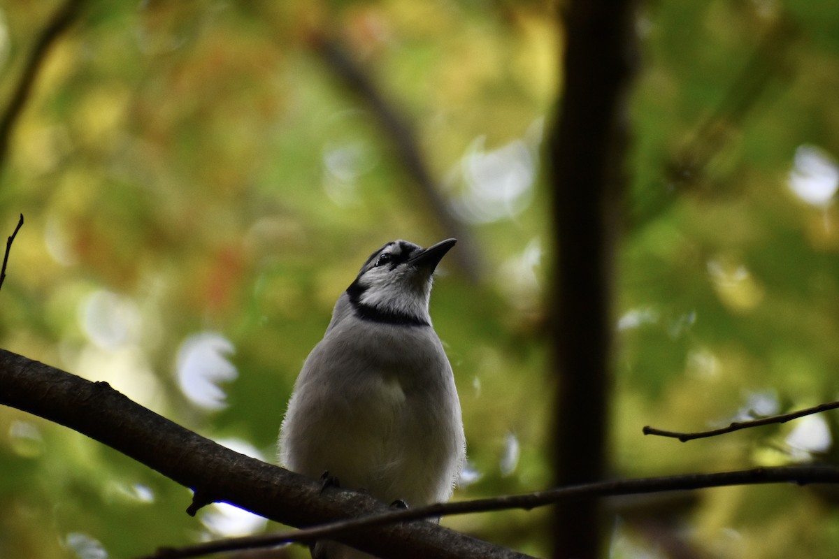 Blue Jay - ML643772403