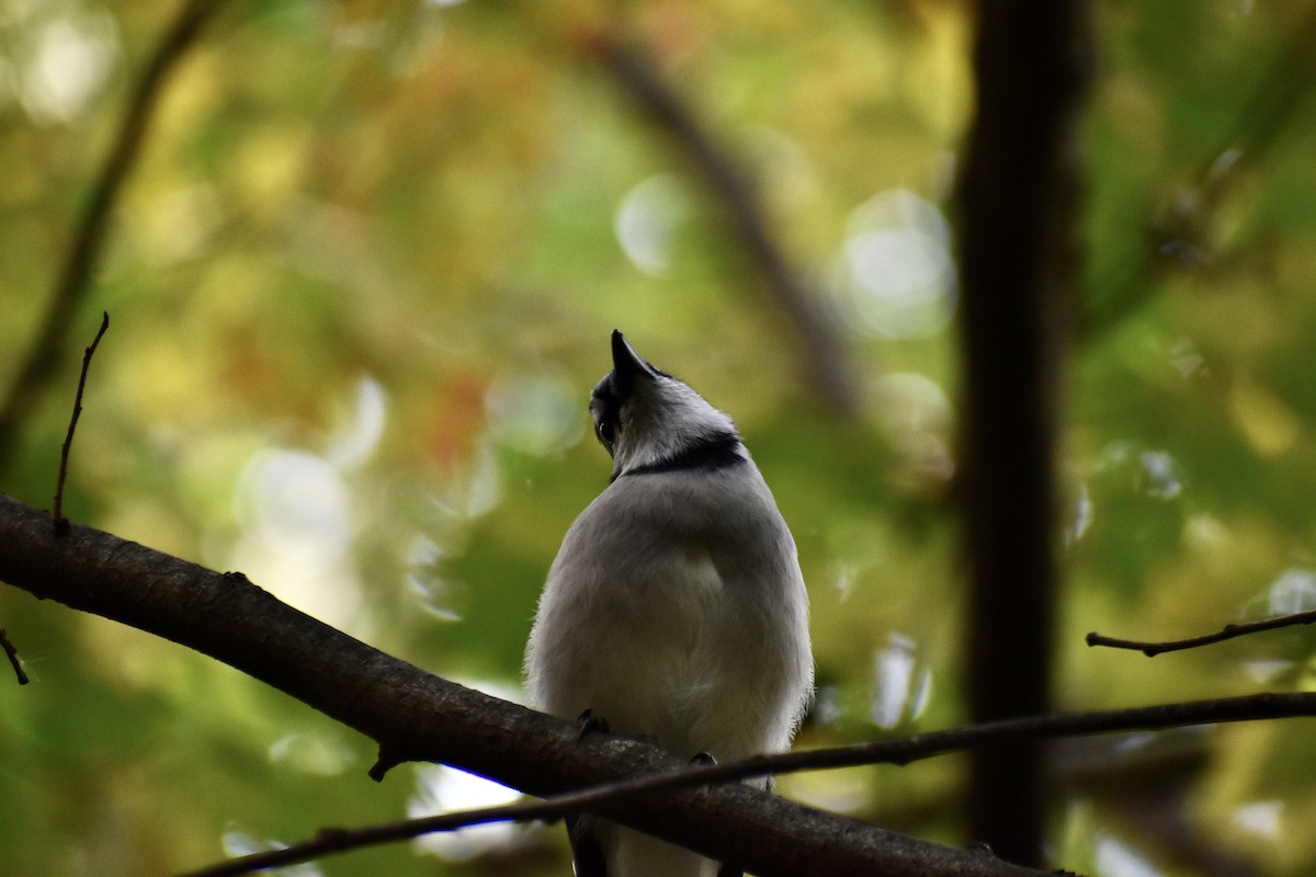 Blue Jay - ML643772404