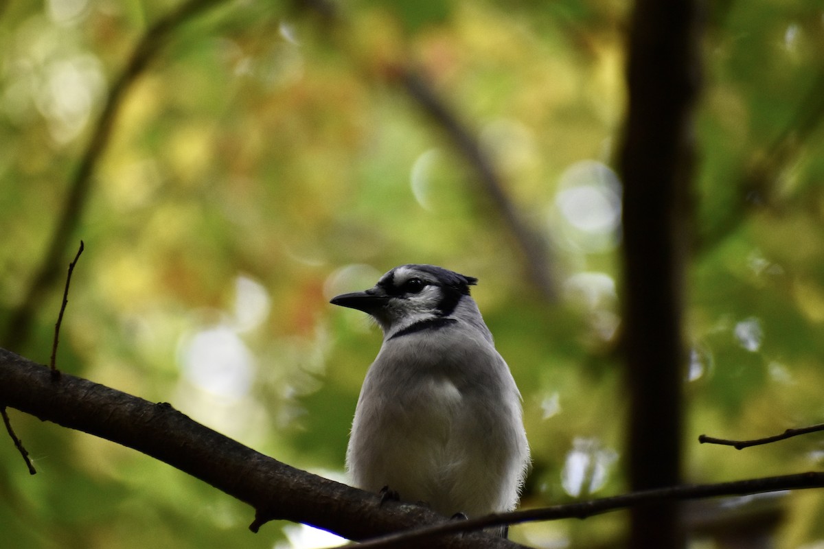 Blue Jay - ML643772405