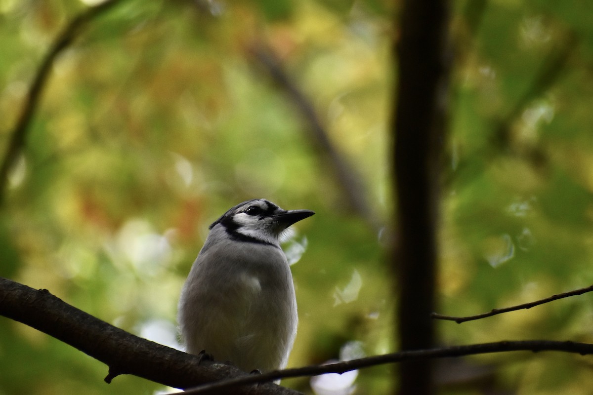 Blue Jay - ML643772406