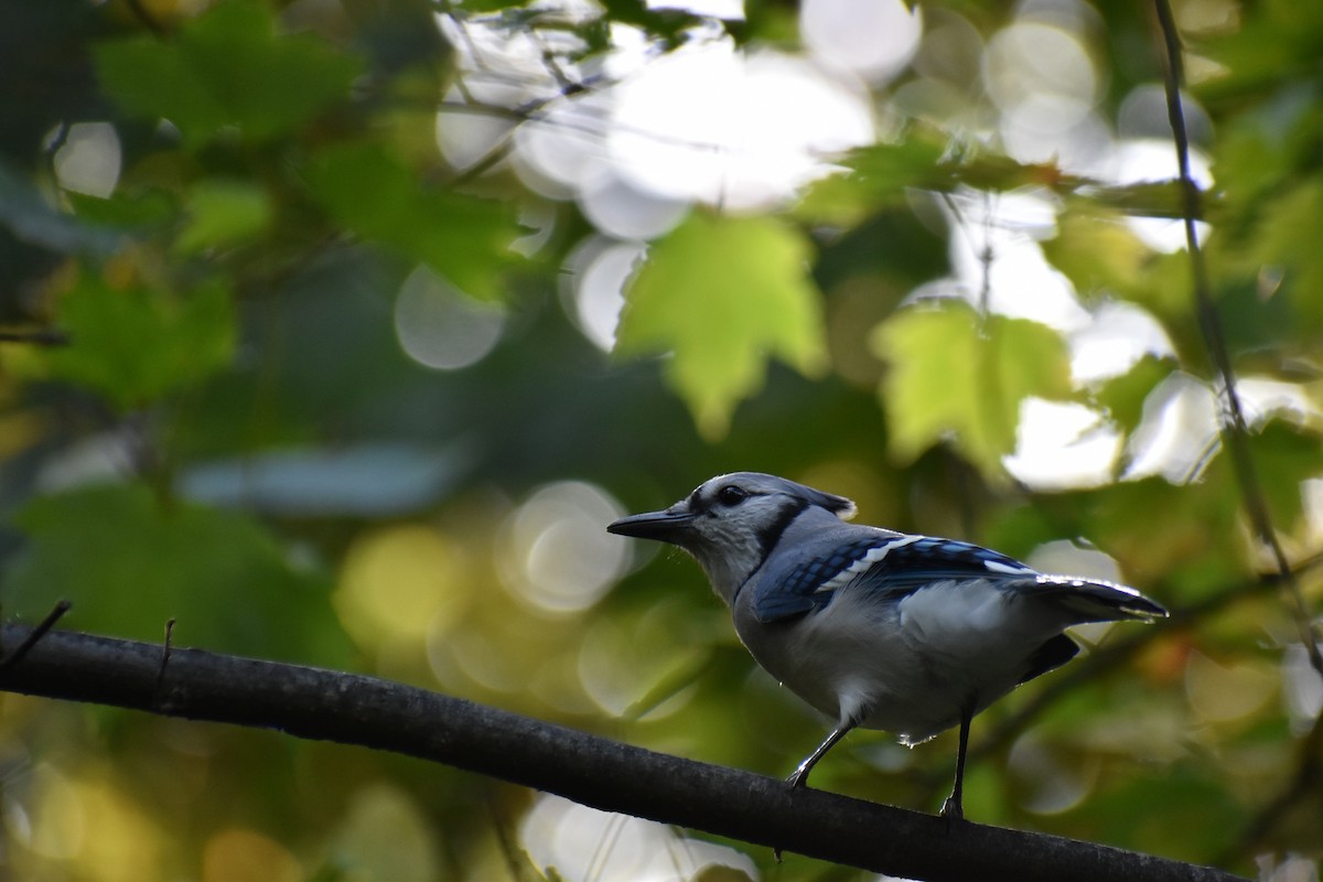 Blue Jay - ML643772407