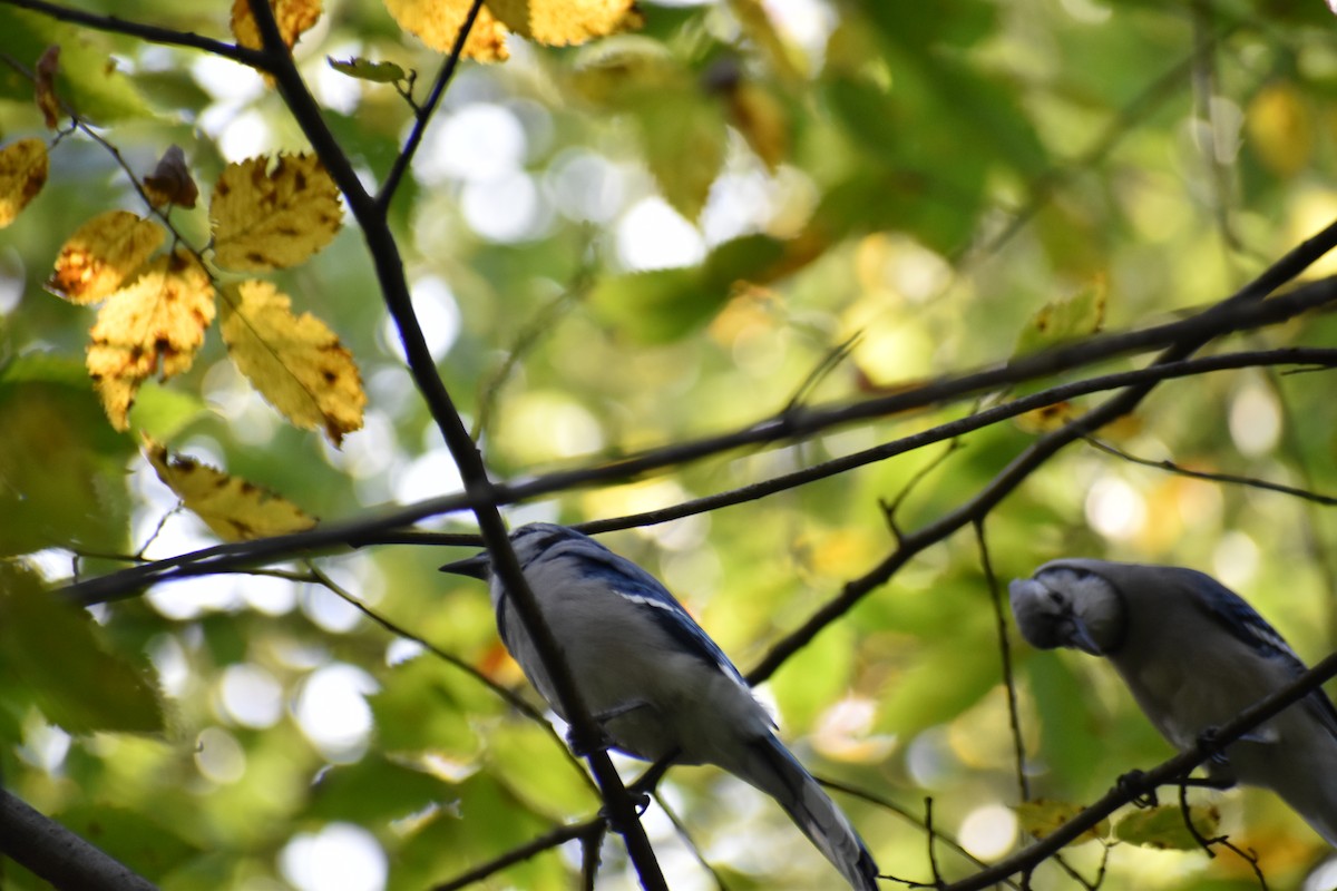 Blue Jay - ML643772408