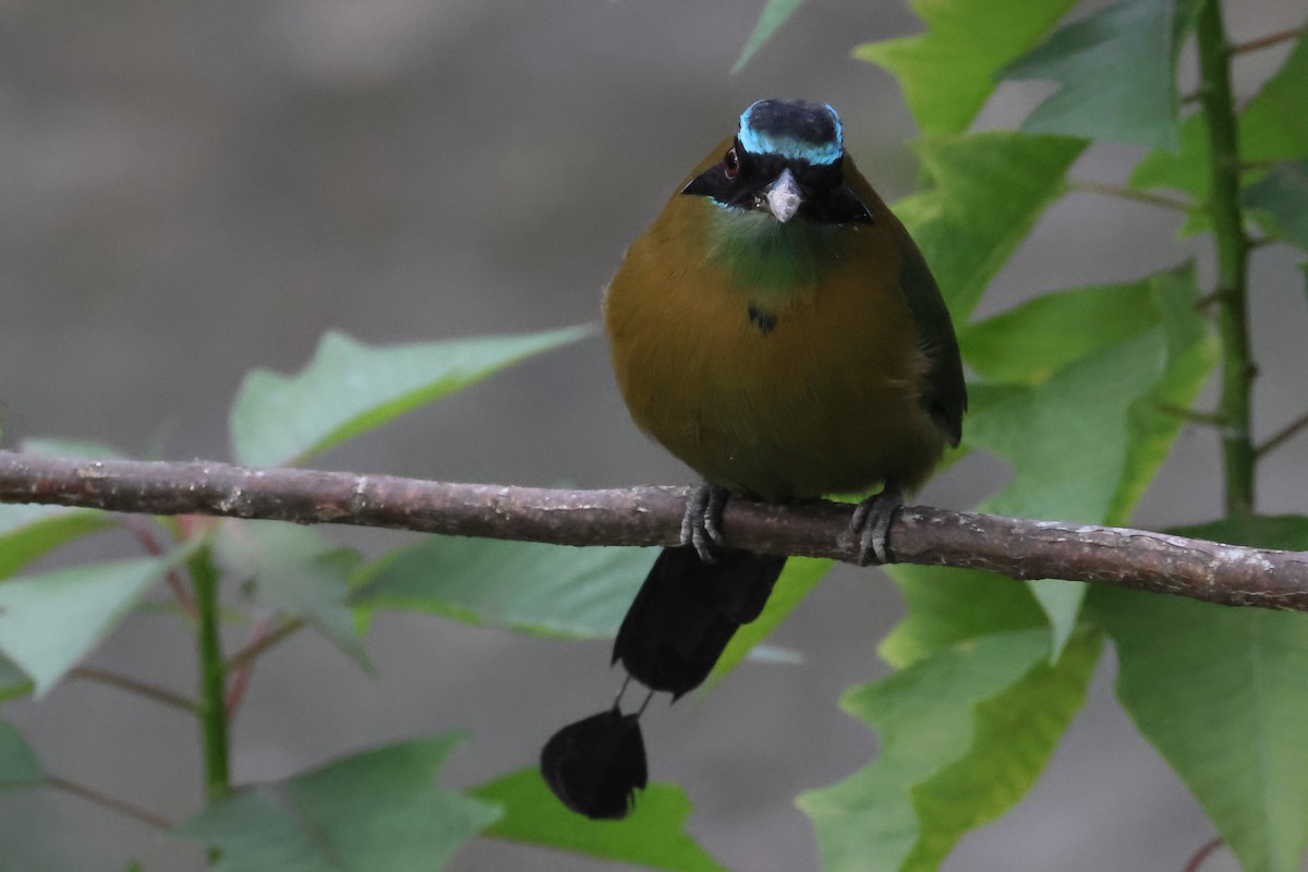 Lesson's Motmot - ML643772411