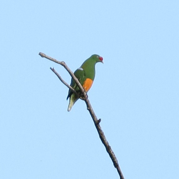 Knob-billed Fruit-Dove - ML643772414