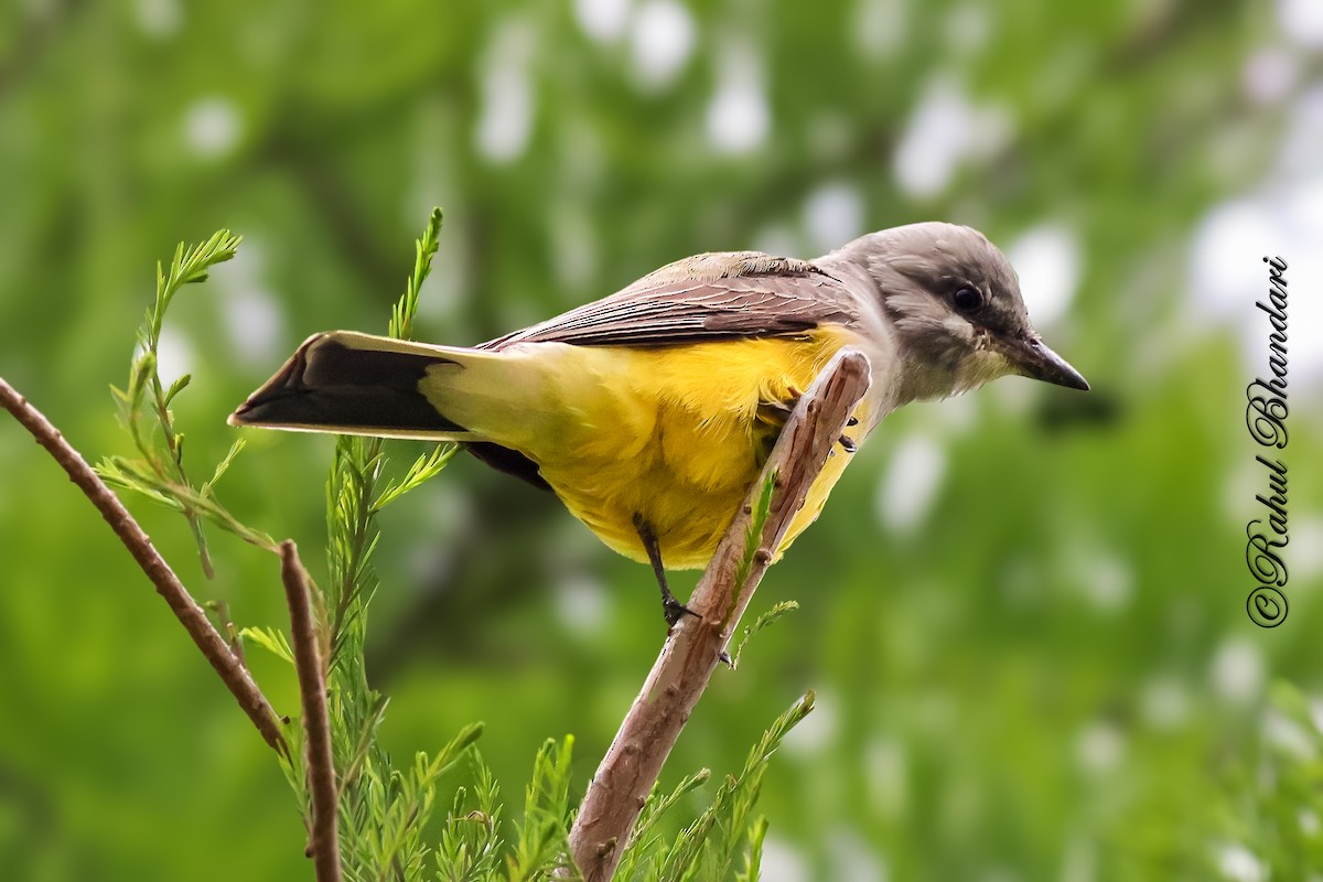 Western Kingbird - ML643772420