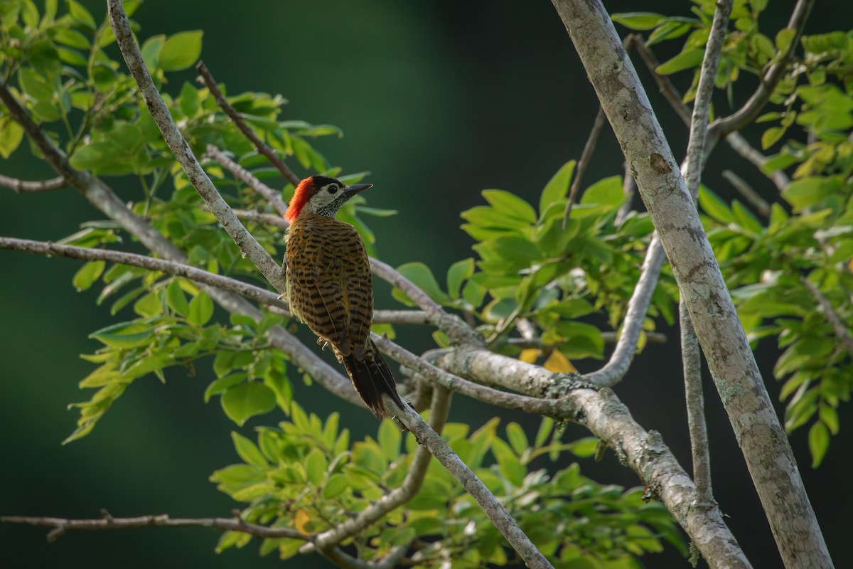 Spot-breasted Woodpecker - ML643772428