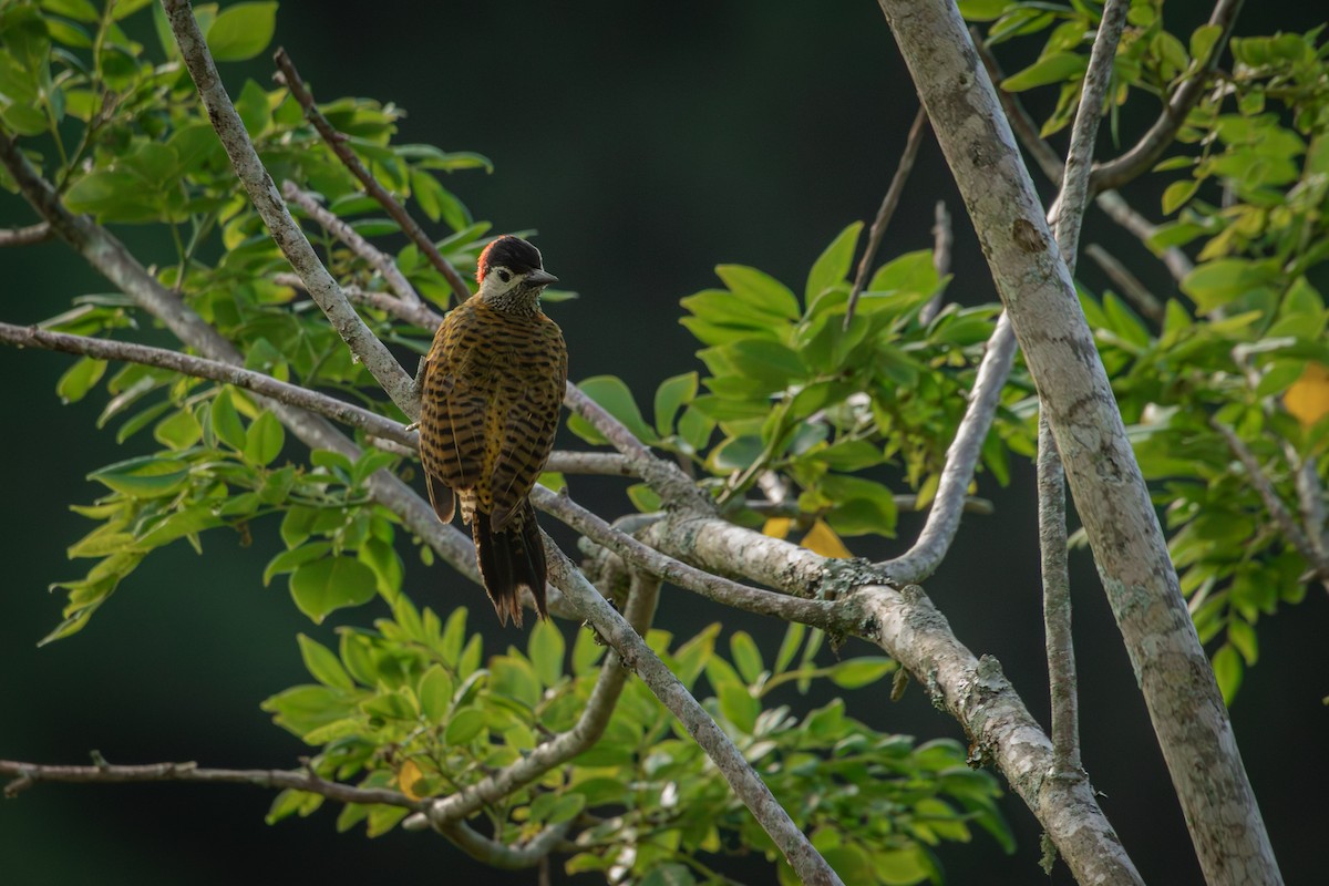 Spot-breasted Woodpecker - ML643772430
