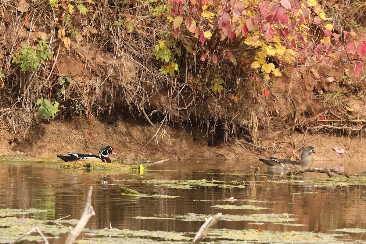 Wood Duck - ML643772433