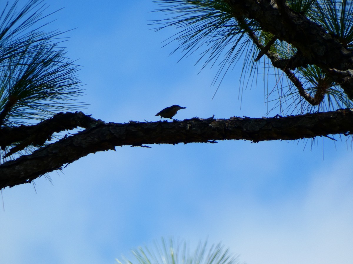 Brown-headed Nuthatch - ML643772434