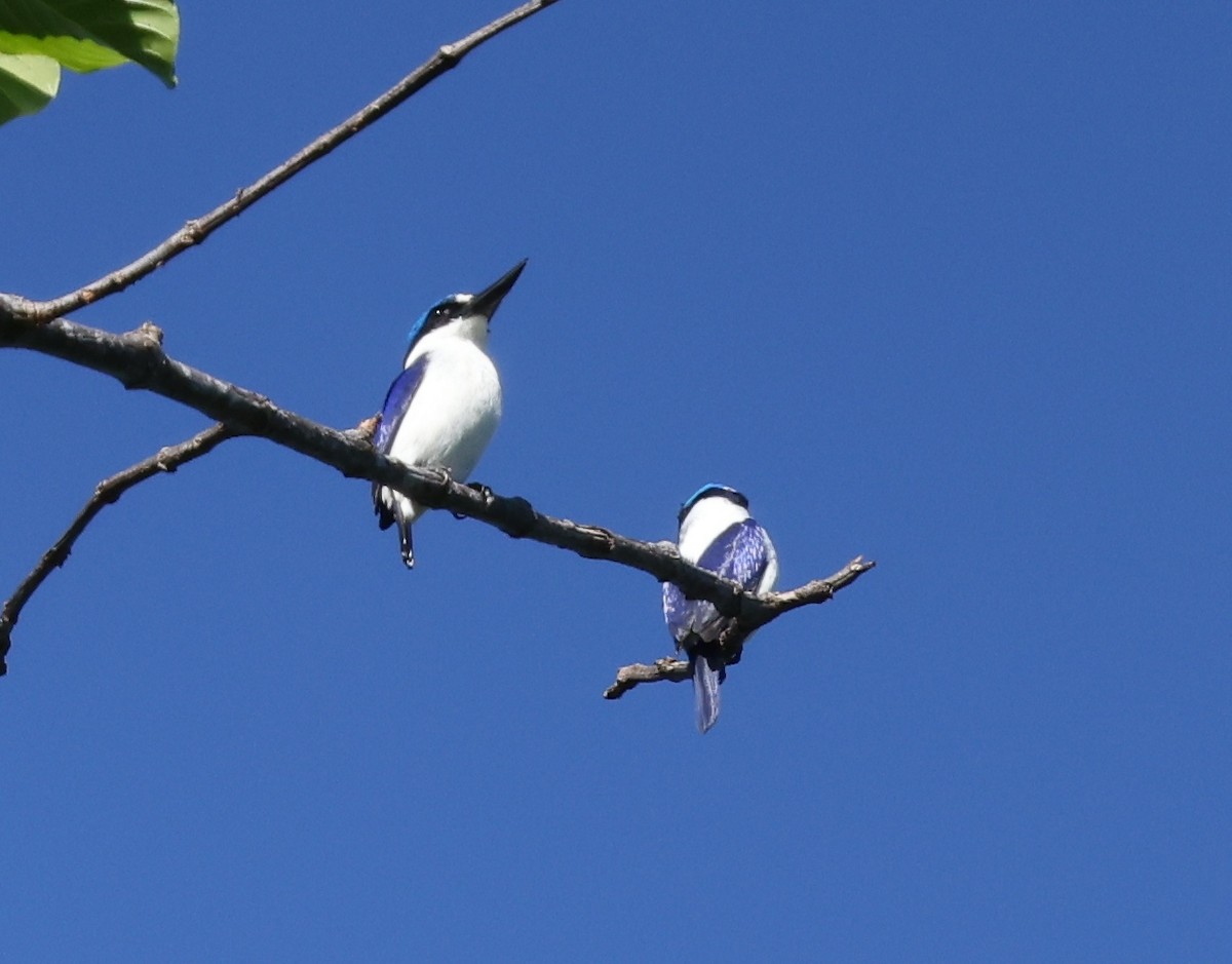 New Britain Kingfisher - ML643772439
