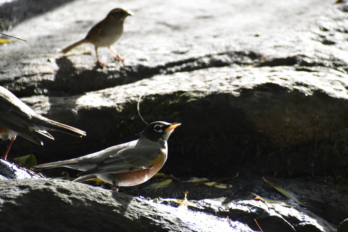 American Robin - ML643772440
