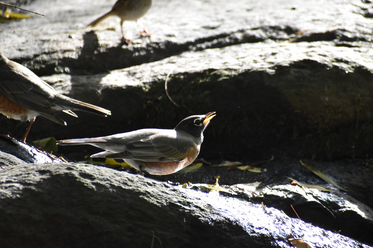 American Robin - ML643772441