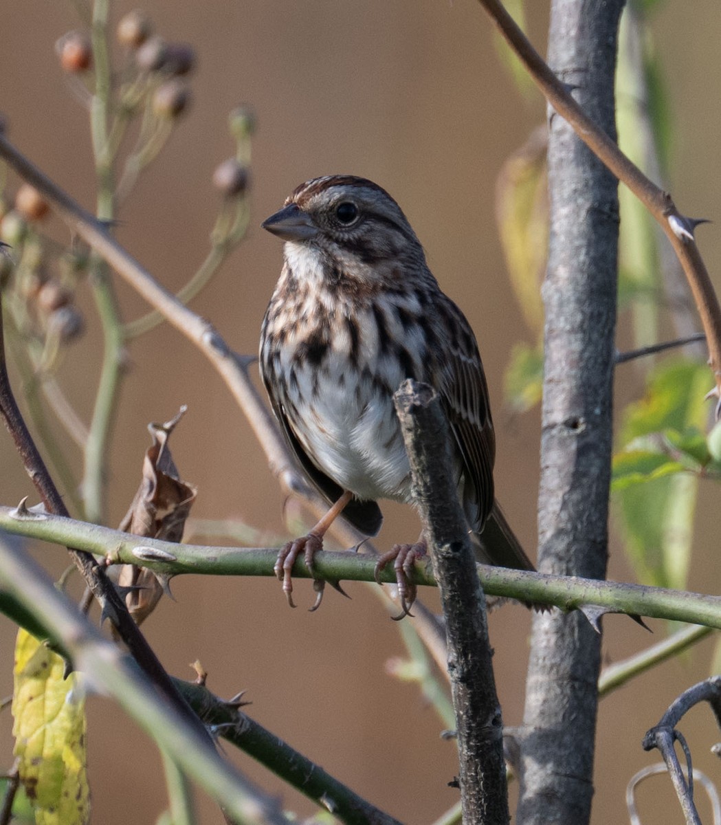 Song Sparrow - ML643772445