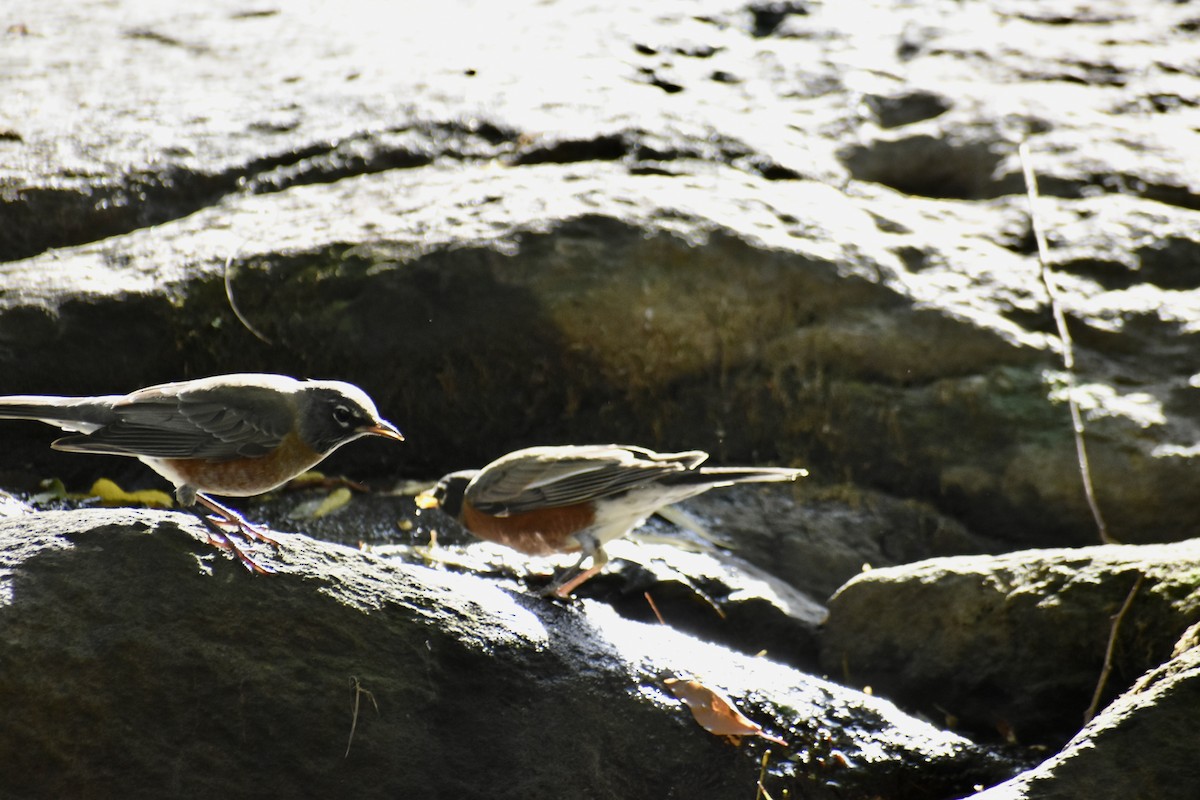 American Robin - ML643772446