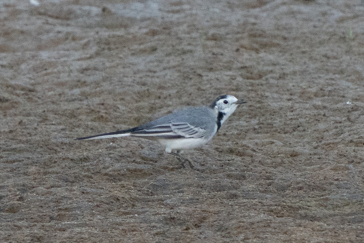 White Wagtail - ML643772447