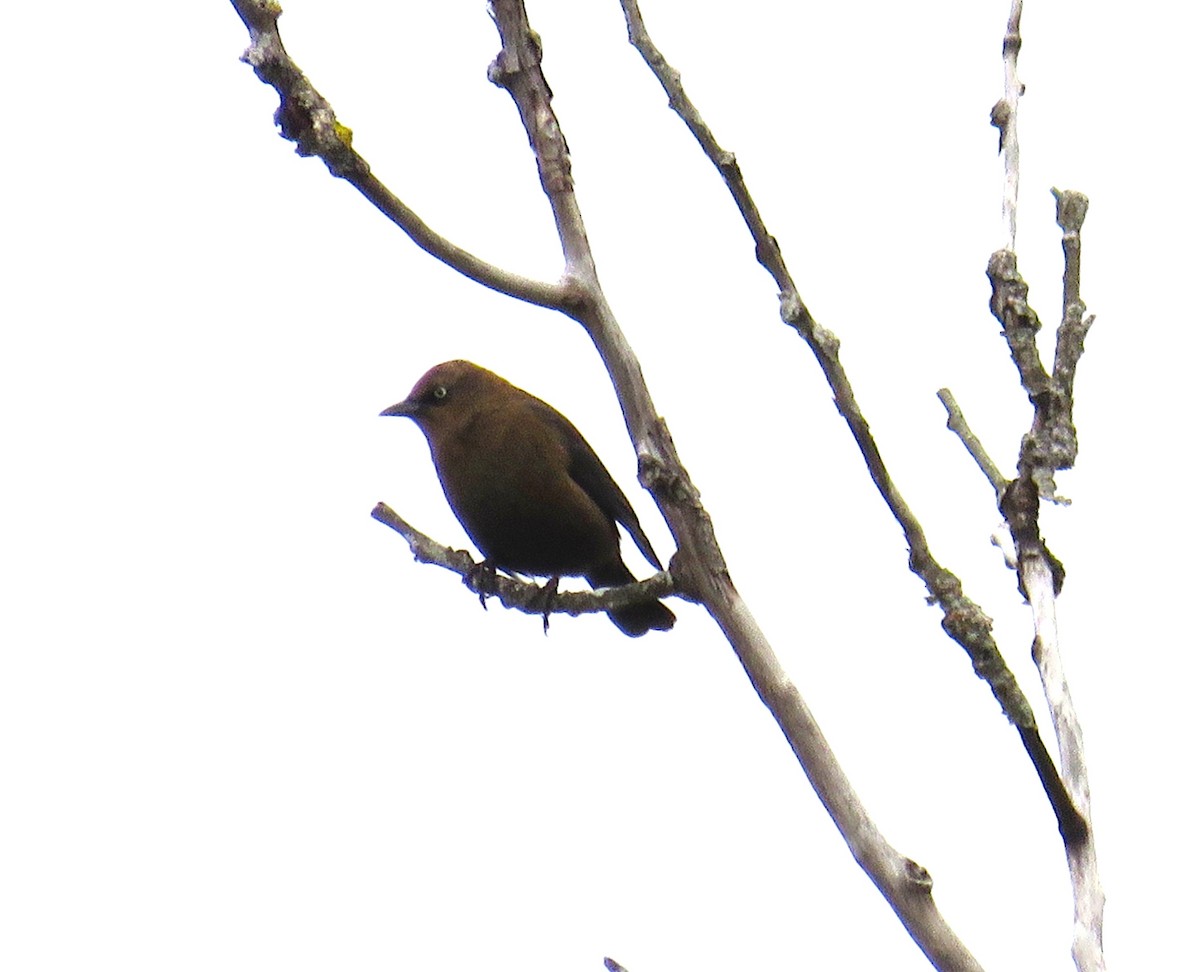 Rusty Blackbird - ML643772449