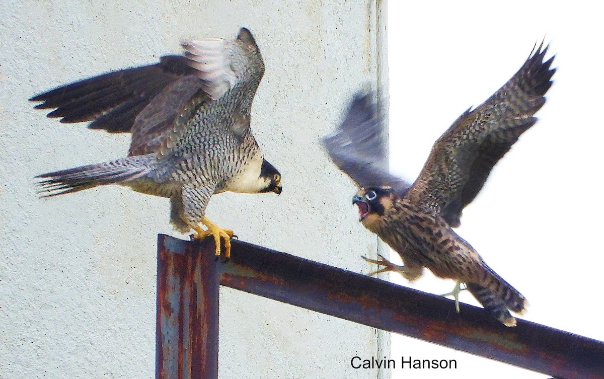 Peregrine Falcon - ML643772450