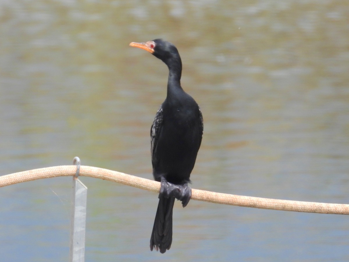 Reed Cormorant - ML643772451