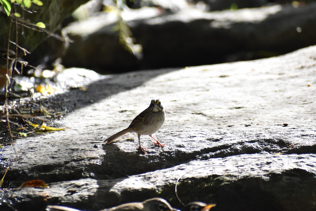 White-throated Sparrow - ML643772453
