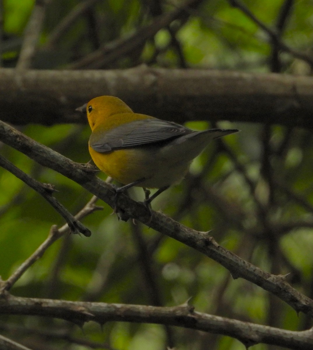 Prothonotary Warbler - ML643772454