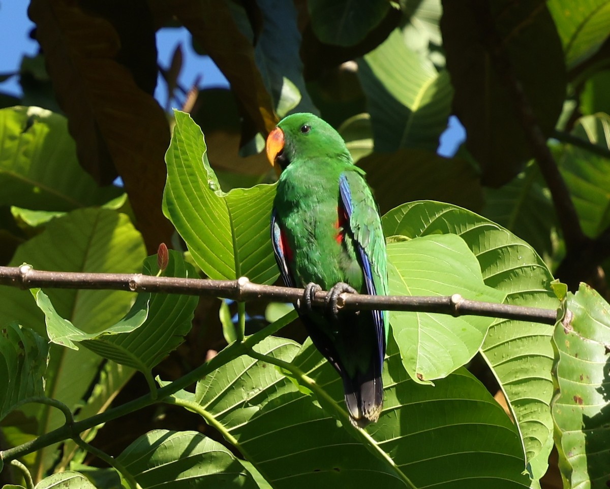 Papuan Eclectus - ML643772455