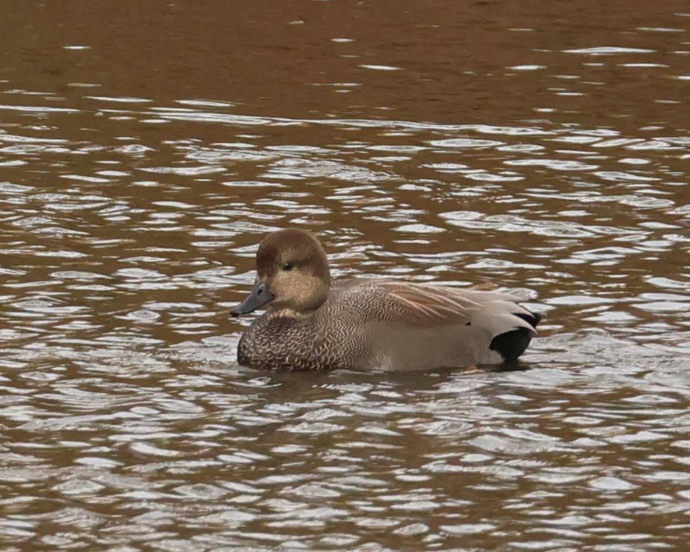 Gadwall - ML643772456