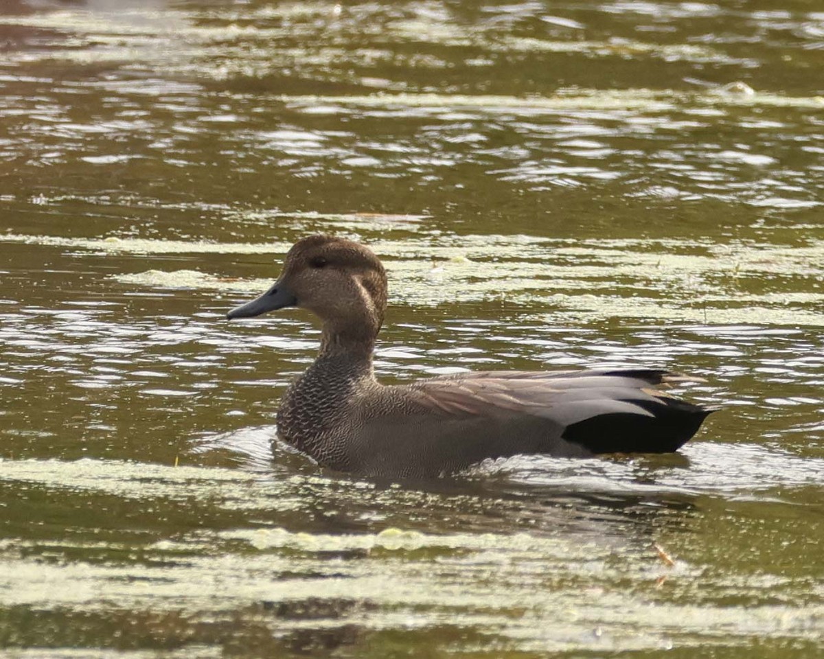 Gadwall - ML643772457