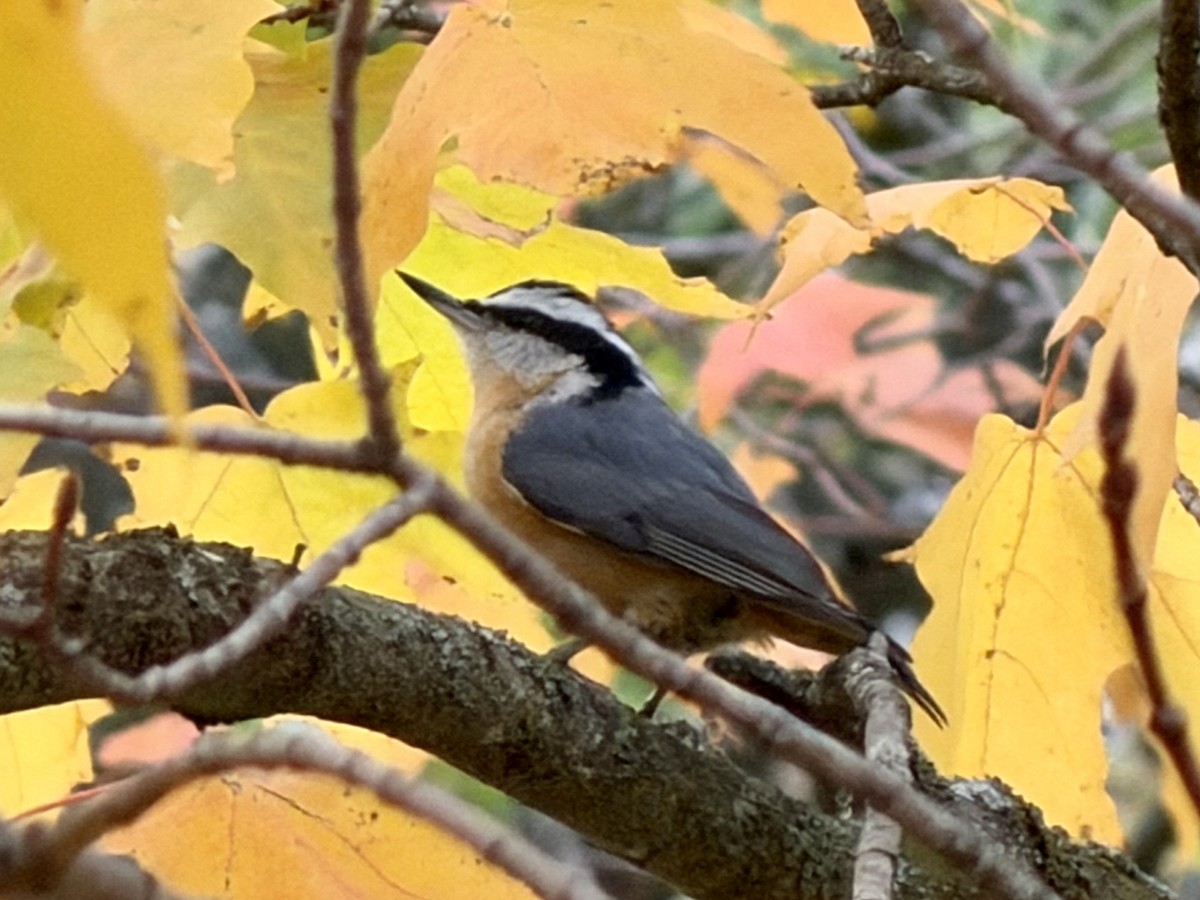 Red-breasted Nuthatch - ML643772458