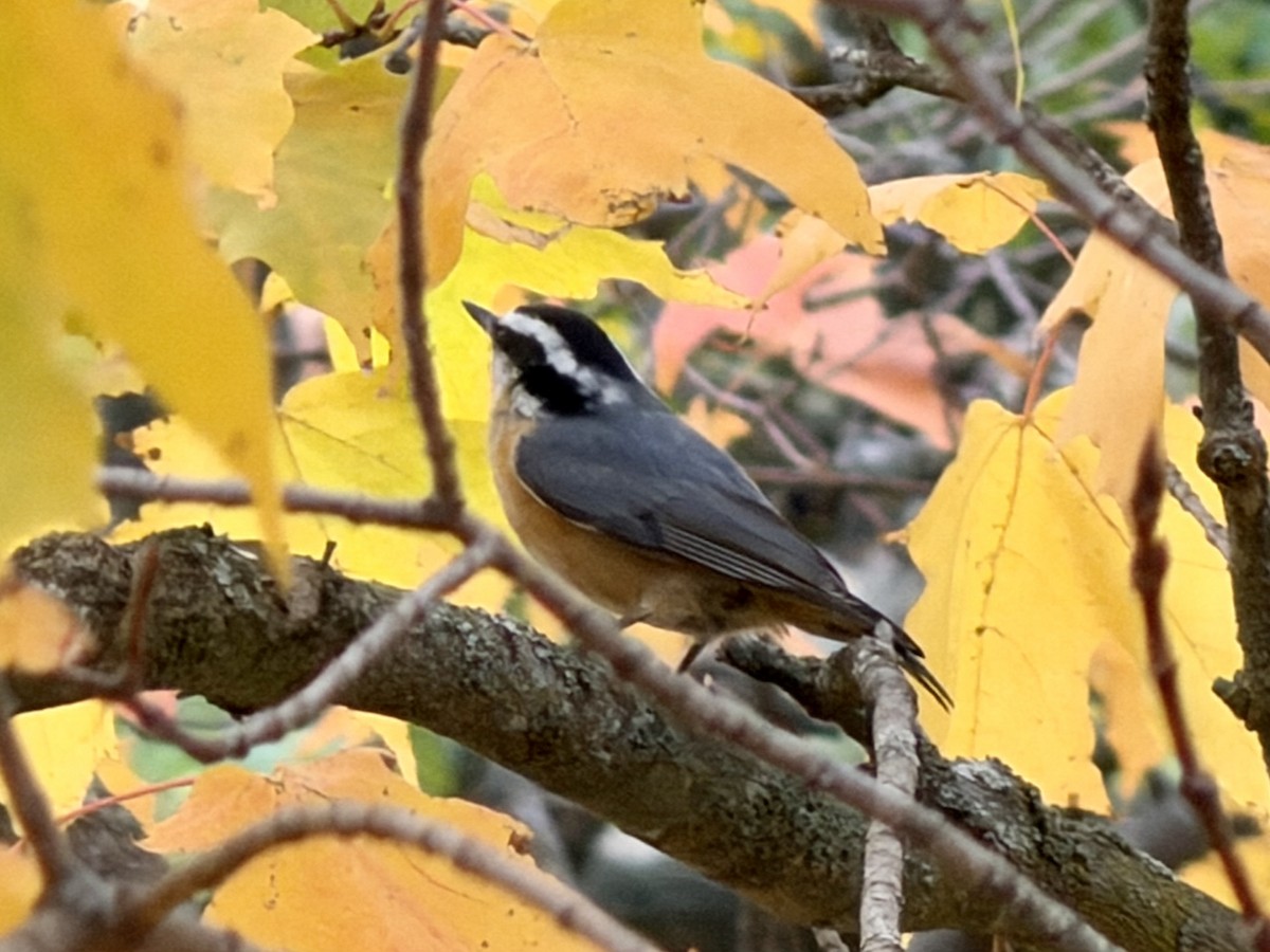 Red-breasted Nuthatch - ML643772461
