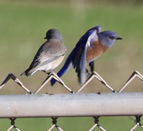 Western Bluebird - ML643772463