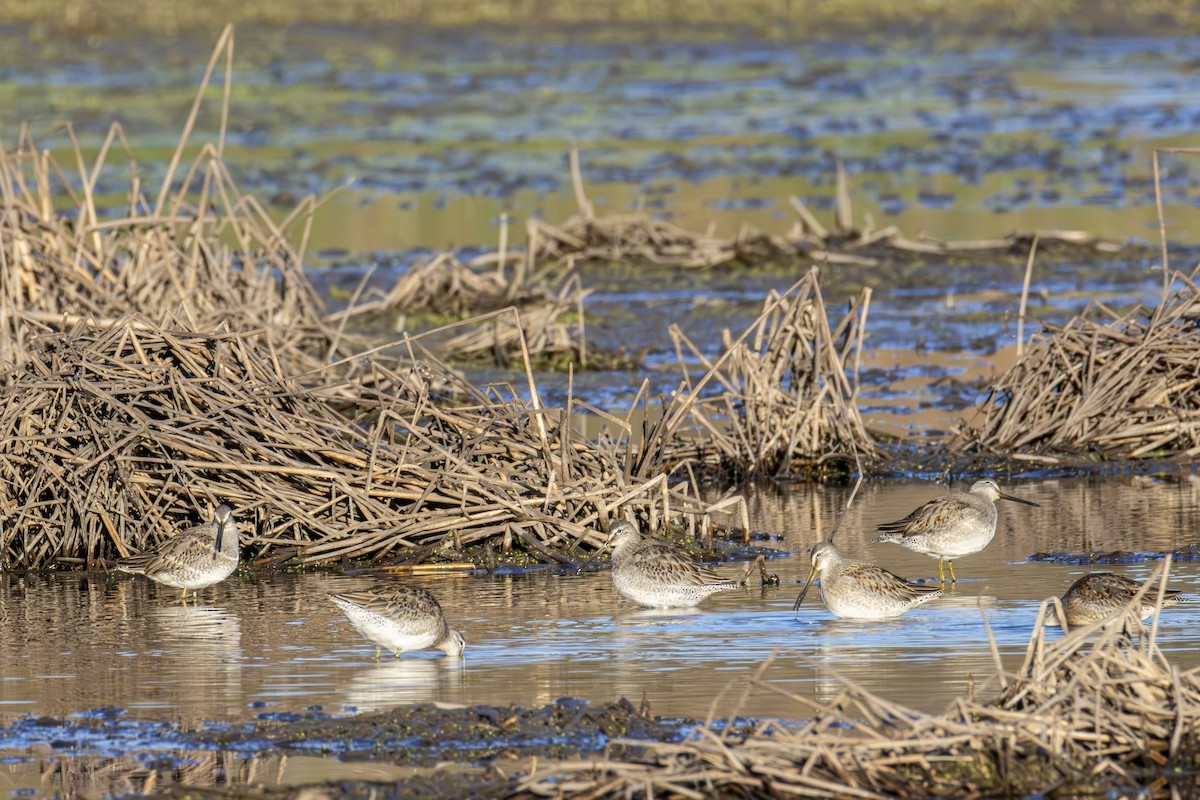 Long-billed Dowitcher - ML643772465