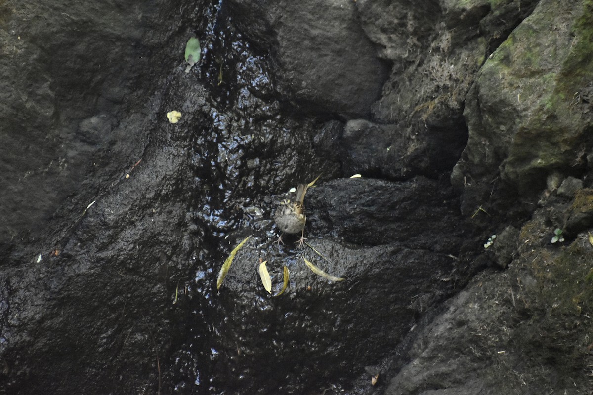 White-throated Sparrow - ML643772467