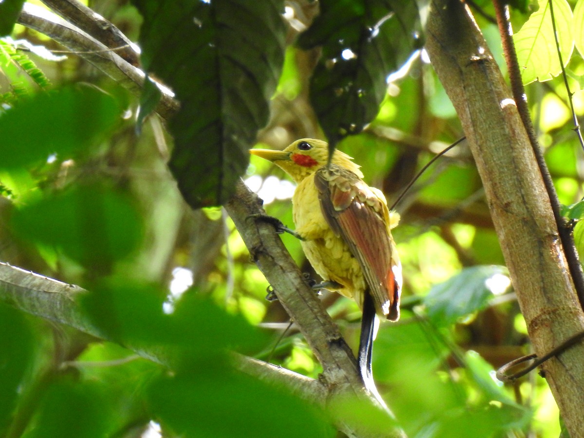 Cream-colored Woodpecker - ML643772468