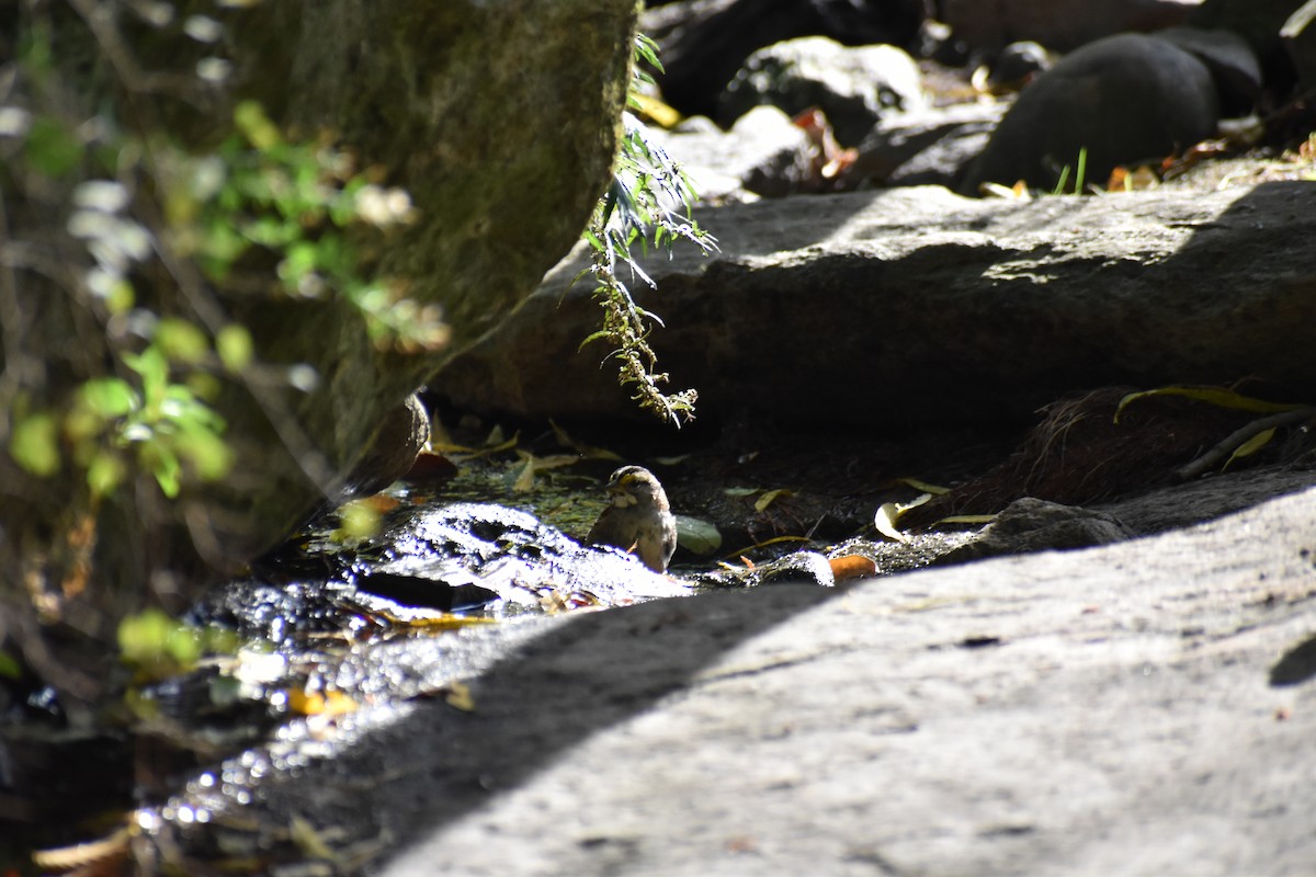 White-throated Sparrow - ML643772469