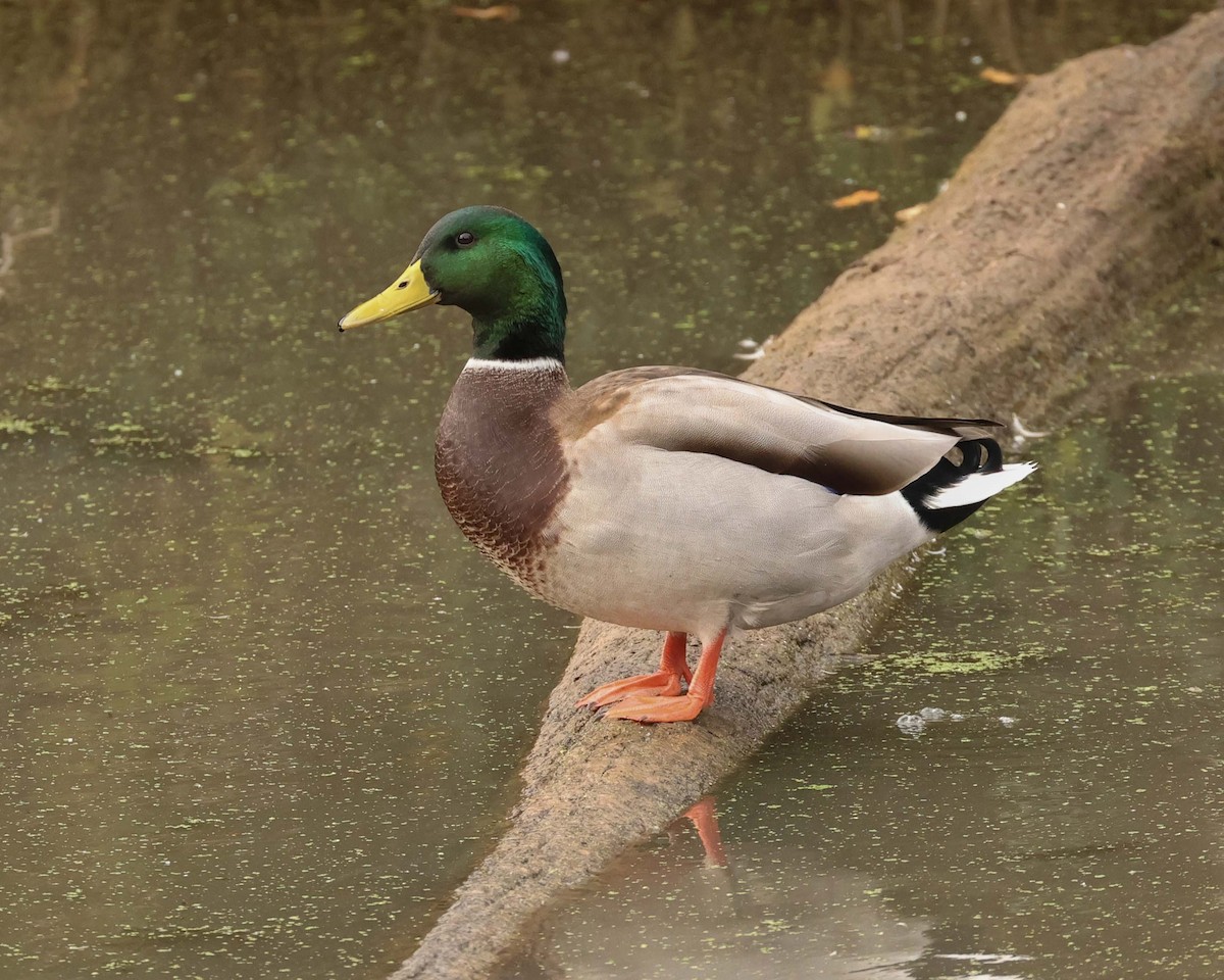 マガモ - ML643772479