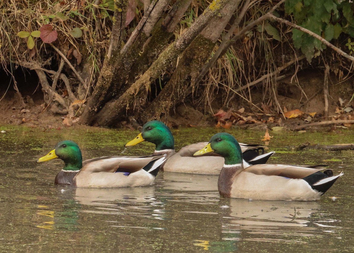 マガモ - ML643772481