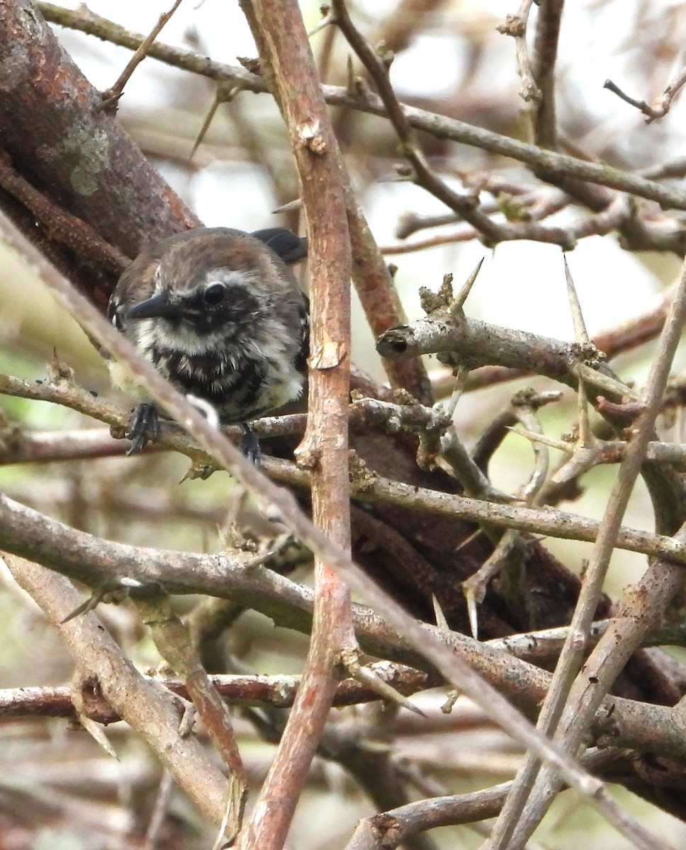 Northern White-fringed Antwren - ML643772488