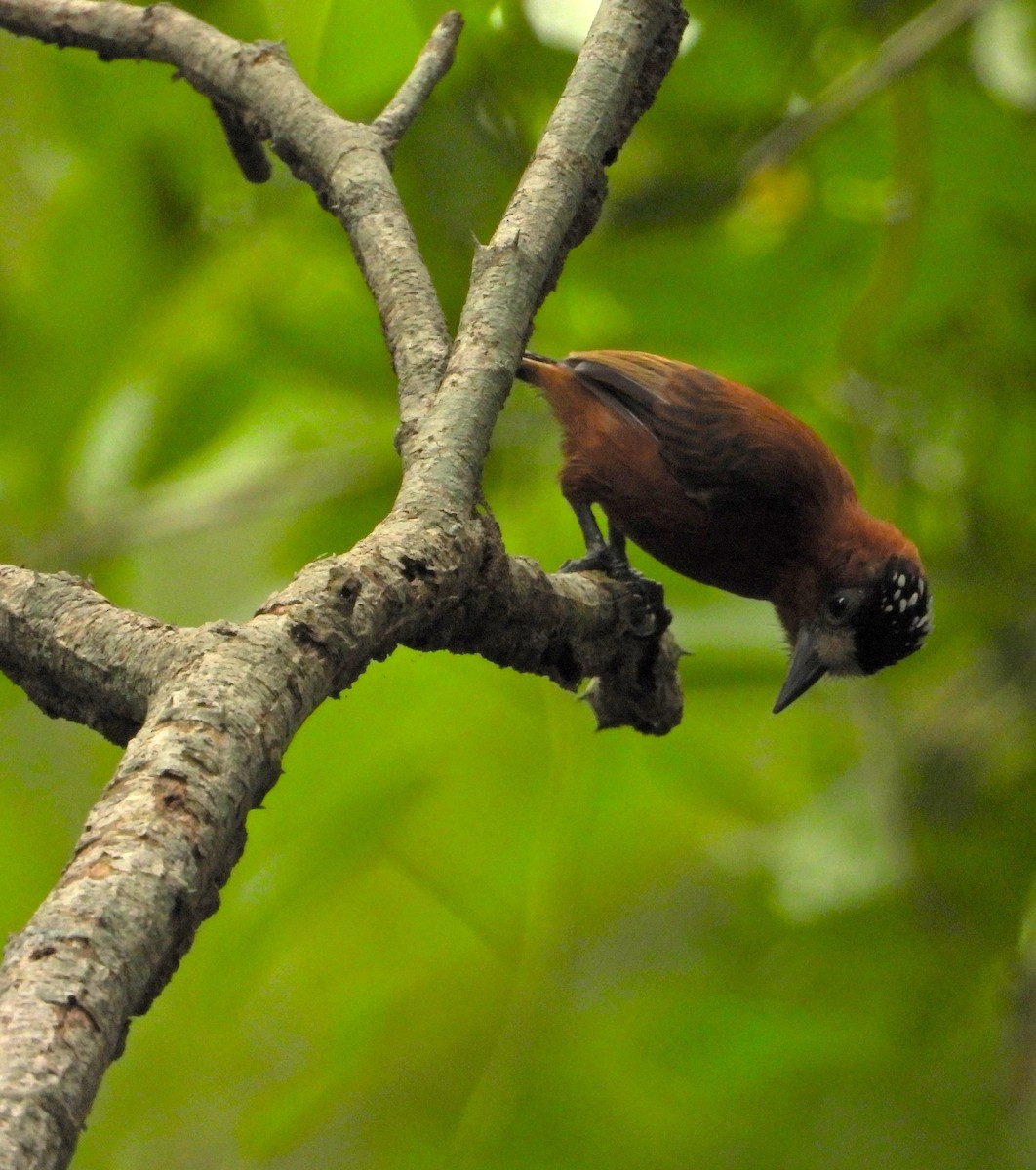 Chestnut Piculet - ML643772497