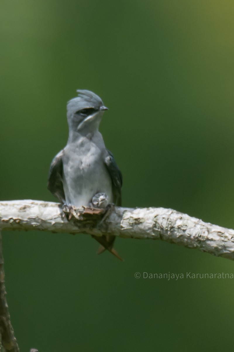 Crested Treeswift - ML643772512