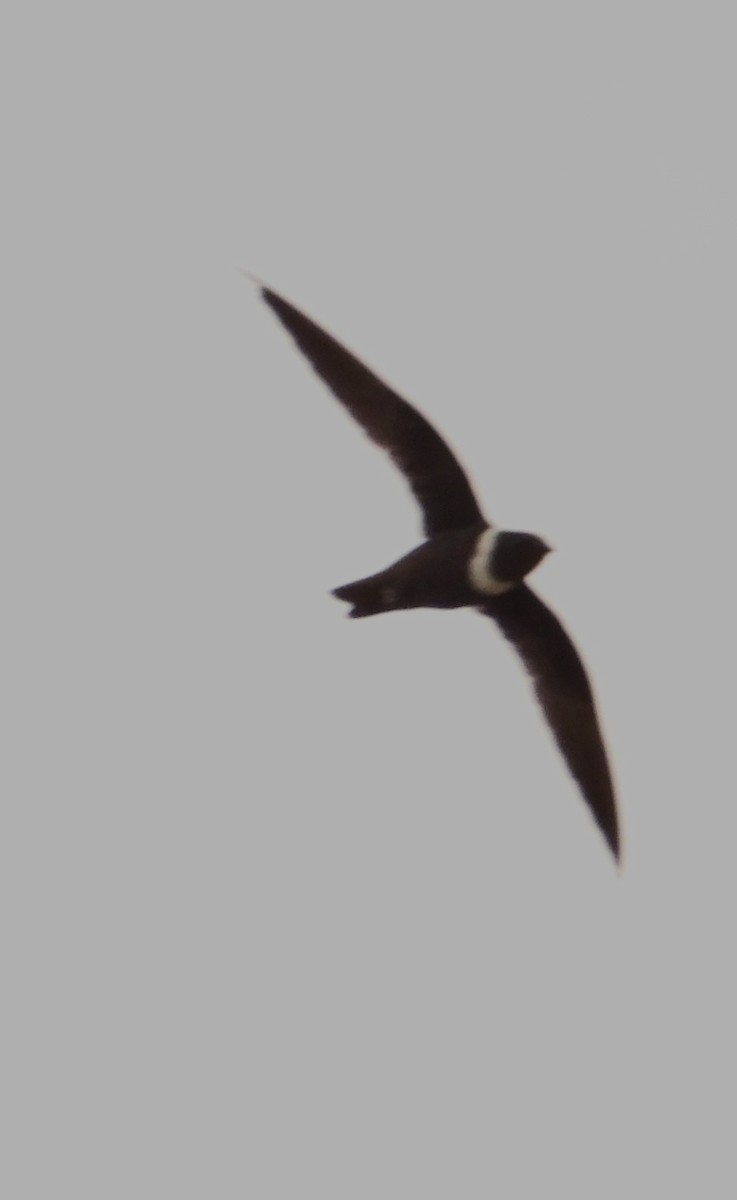 White-collared Swift - ML643772513