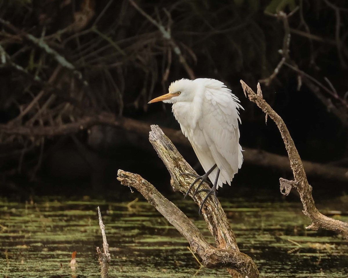 ニシアマサギ - ML643772515