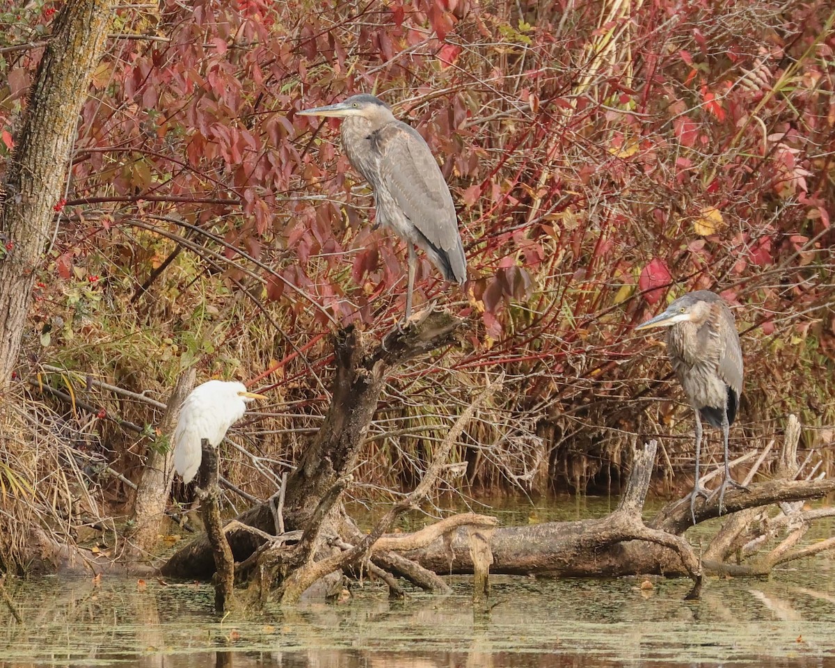 ニシアマサギ - ML643772516