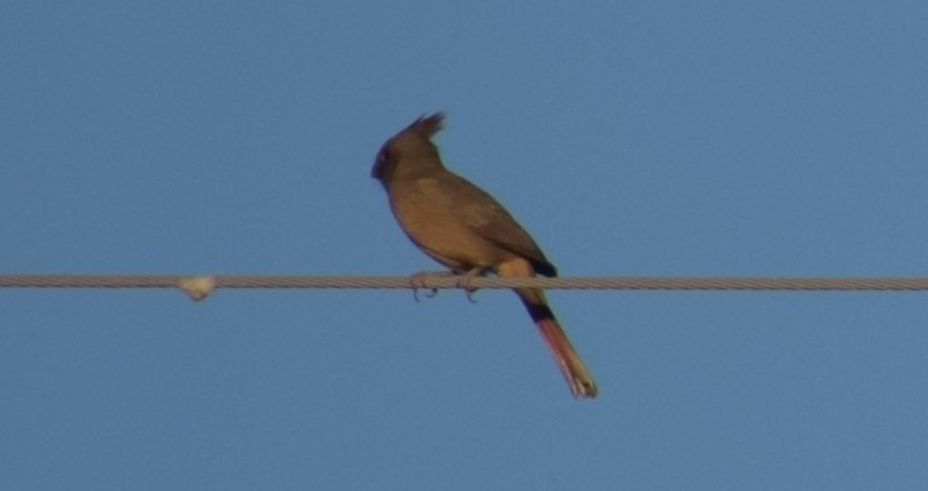 Pyrrhuloxia - ML643772517