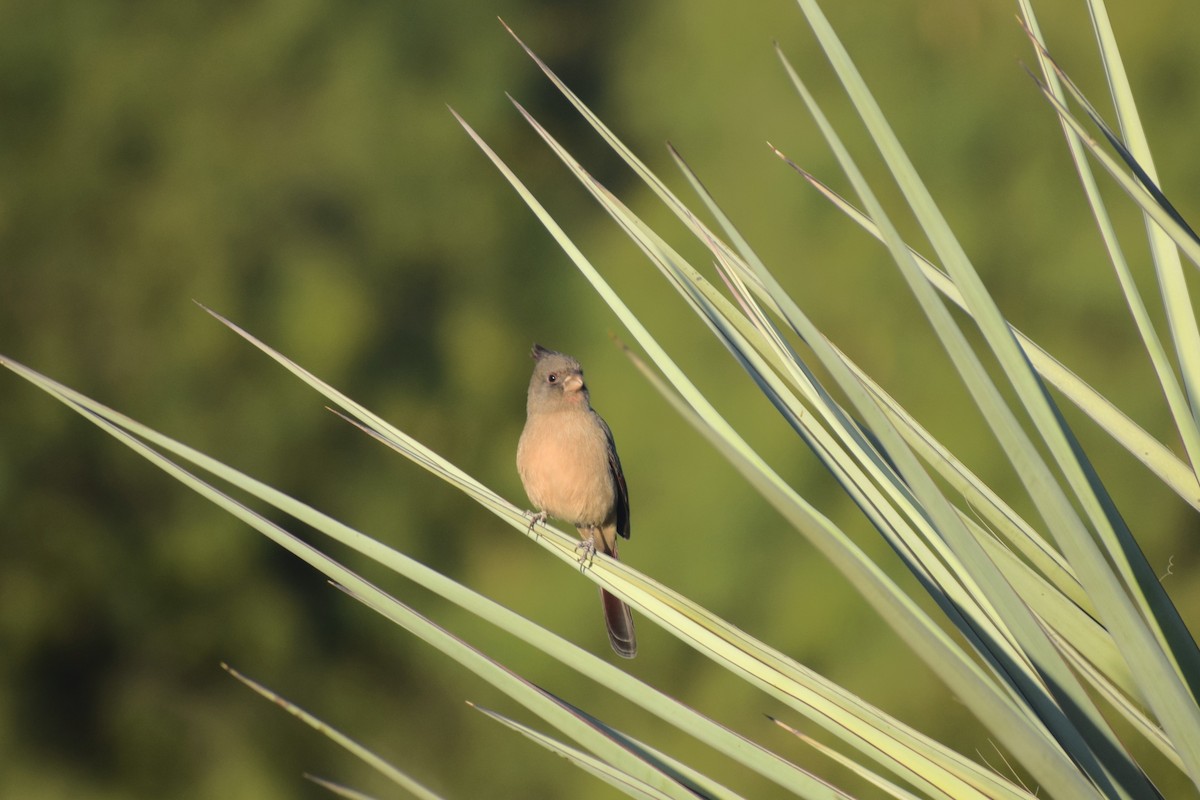 Pyrrhuloxia - ML643772518