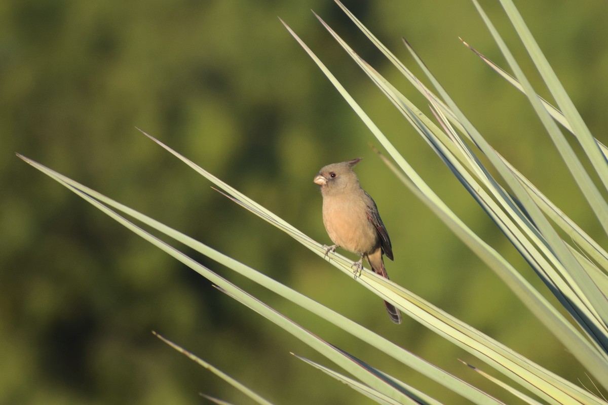 Pyrrhuloxia - ML643772519