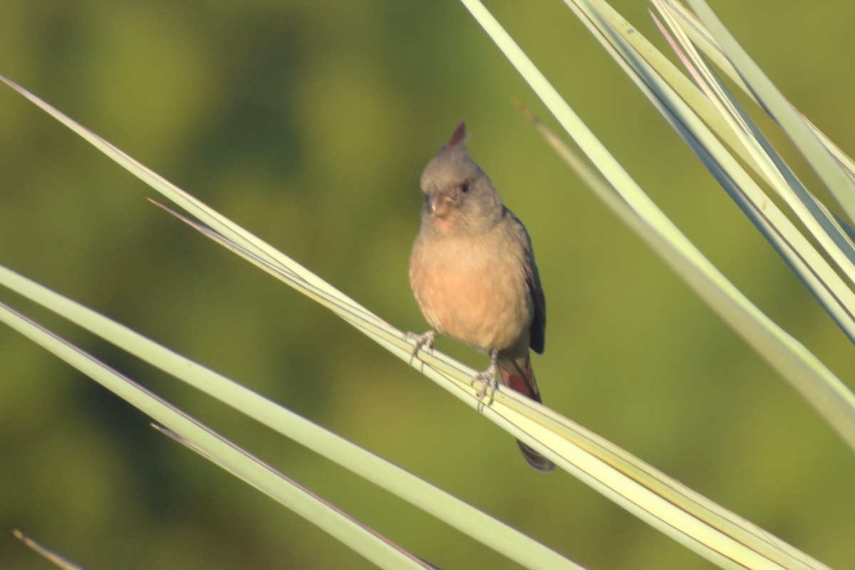 Pyrrhuloxia - ML643772520