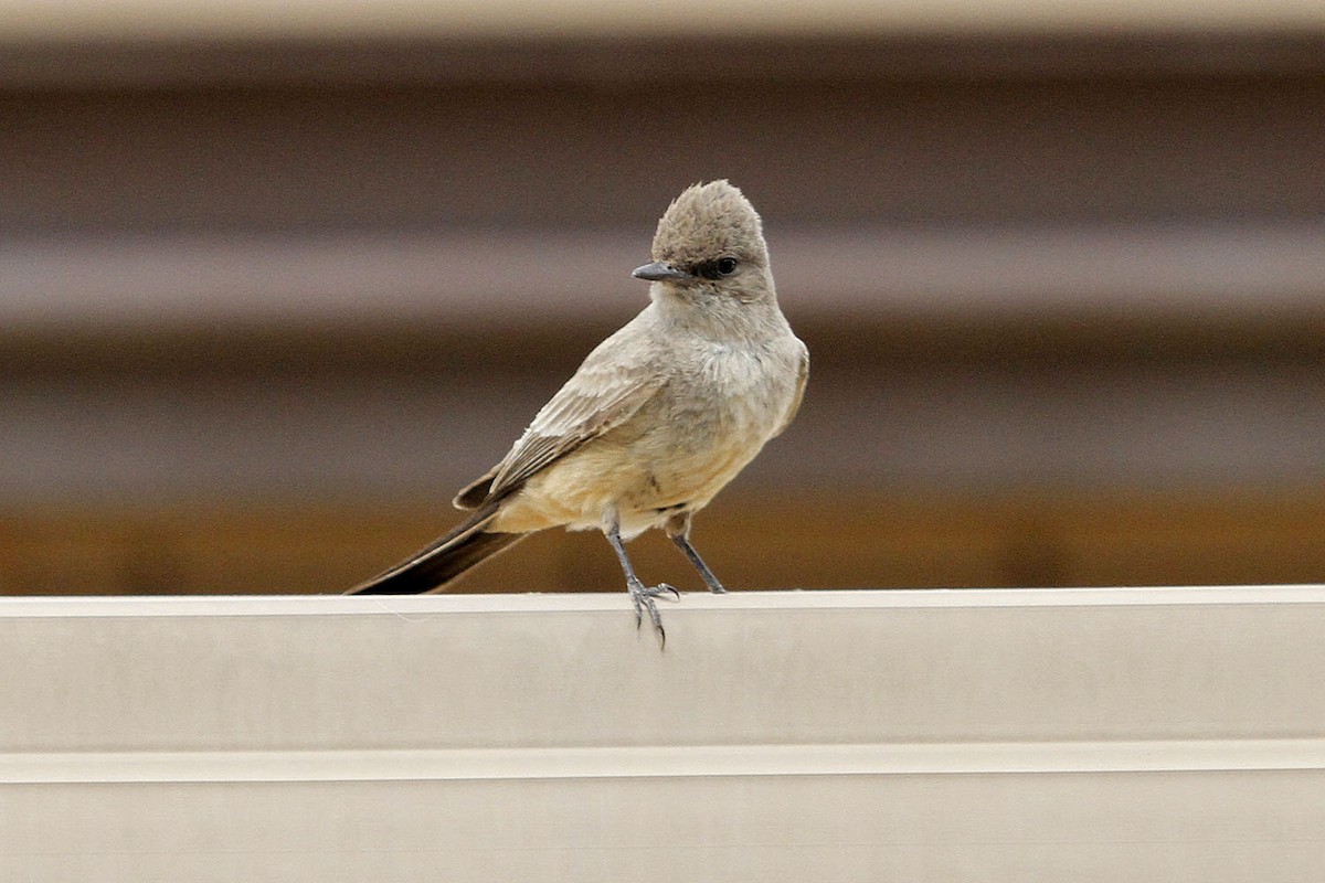 Say's Phoebe - ML643772522